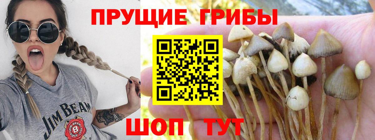 Балтийск  Галлюциногенные грибы Psilocybe  Вход с VPN  Псилоцибиновые грибы прущие грибы 